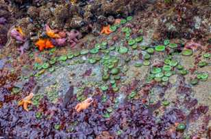 Tidal environment-3186.jpg Tidal environment-3186.jpg